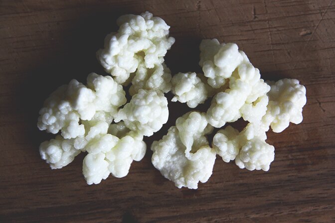 kefir grains